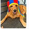 animal, colorful_hat, costume, cute, dog, floor, funny, fur, golden_fur, golden_retriever, indoors, jester_hat, lying_down, messaging_app, open_mouth, pet, playful, portrait, screenshot, smiling