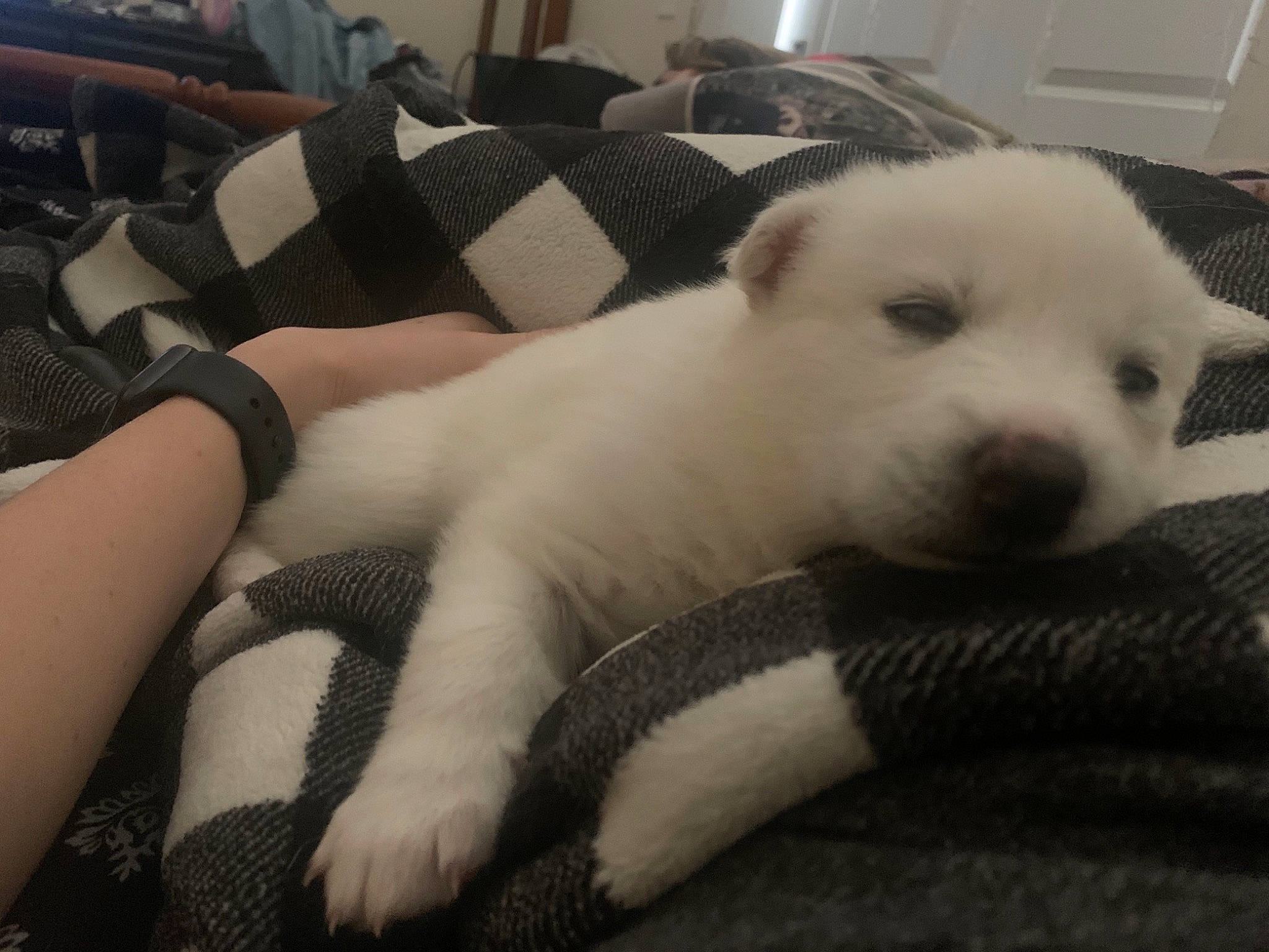 Athena is registered to the contest to win money with this photo: canidae, carnivore, comfort, companion_dog, couch, dog, dog_breed, fawn, flooring, fur, paw, pillow, room, selfie, snout, sporting_group, tail, terrestrial_animal, whiskers, working_animal