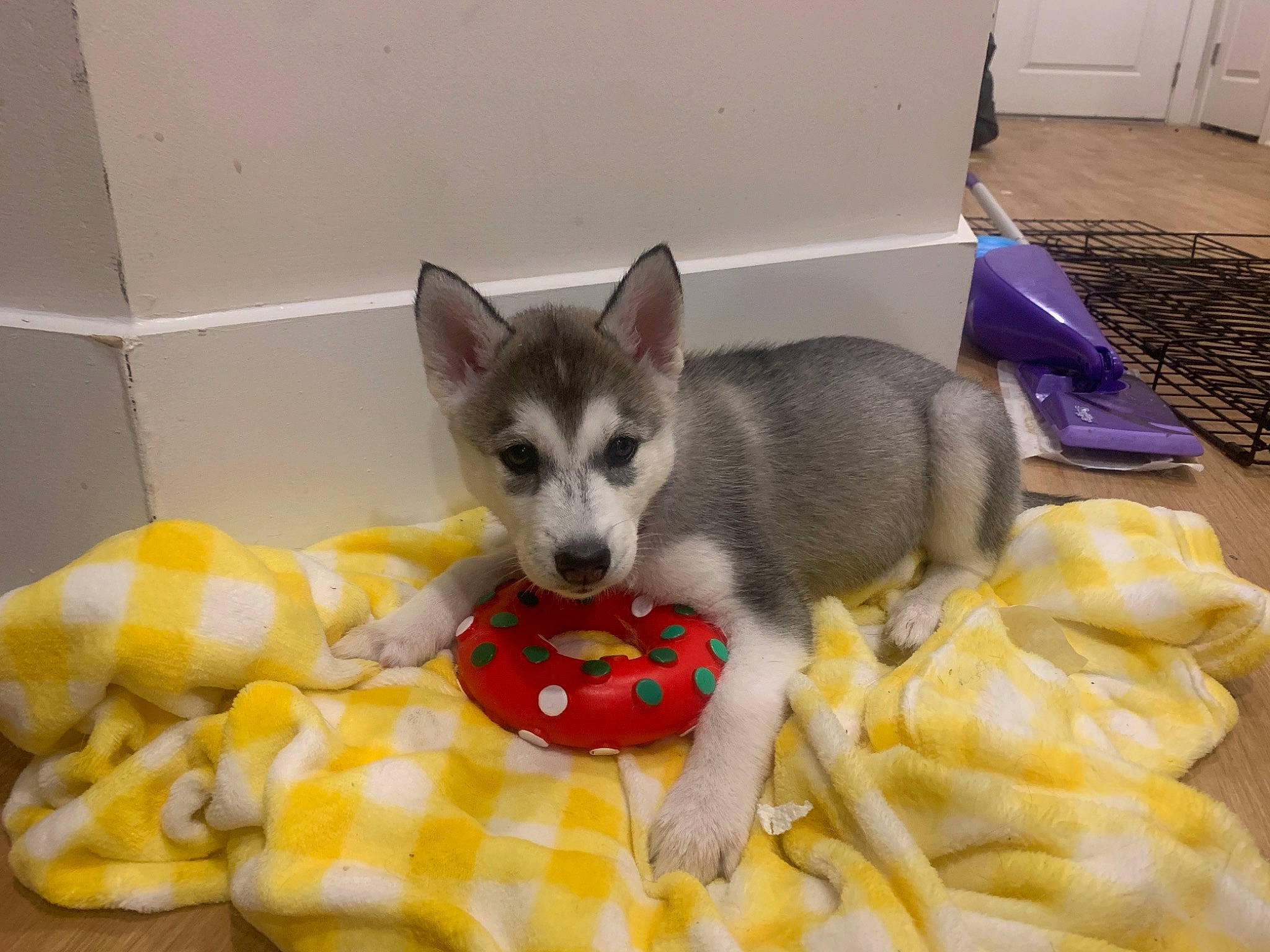 Sadie is registered to the contest to win money with this photo: animal_feed, canidae, carnivore, cat_supply, chihuahua, comfort, companion_dog, dog_breed, dog_supply, fawn, felidae, paw, pet_food, pet_supply, small_to_medium_sized_cats, snout, sporting_group, tail, terrestrial_animal, whiskers