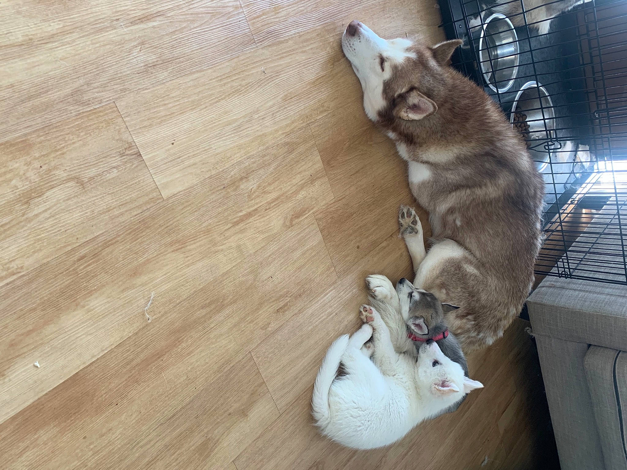 Sadie joined the competition — help win amazing prizes! carnivore, companion_dog, dog_breed, domestic_short_haired_cat, fawn, felidae, flooring, fur, hardwood, laminate_flooring, marsupial, paw, plank, small_to_medium_sized_cats, snout, tail, varnish, whiskers, wood, wood_stain