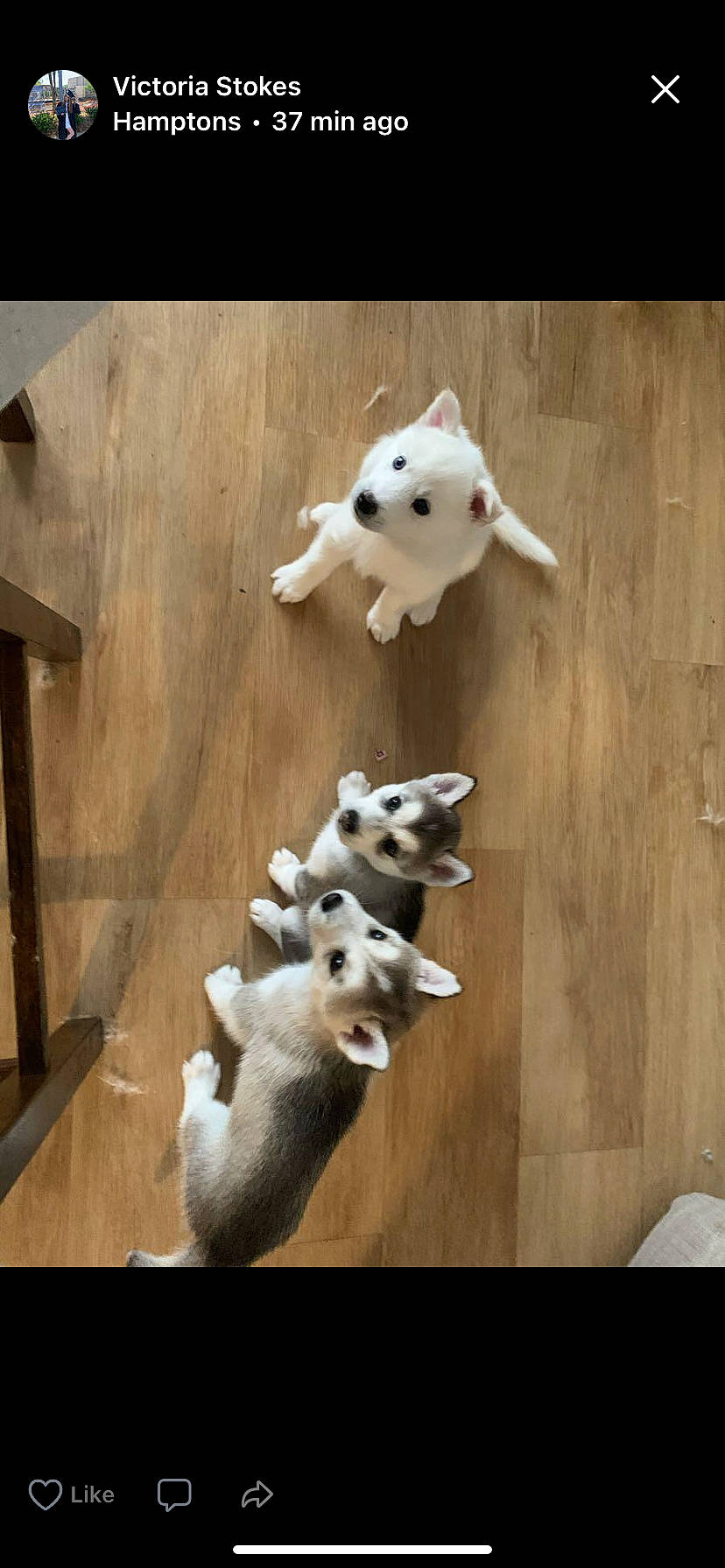 Sadie is registered to the contest to win money with this photo: canidae, carnivore, companion_dog, dog_breed, door, fawn, felidae, flooring, fur, hardwood, small_to_medium_sized_cats, snout, stuffed_toy, tail, terrestrial_animal, toy, whiskers, white, wood, working_animal