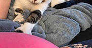 Ruuki joined the competition — help win amazing prizes! cat, tabby_cat, white_cat, paw, hand, blanket, fluffy_blanket, indoor, cozy, relaxed, stretching, pink_object, floral_pattern, fabric, soft_texture, furniture, living_room, domestic_animal, pet, closeup