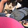 cat, tabby_cat, white_cat, paw, hand, blanket, fluffy_blanket, indoor, cozy, relaxed, stretching, pink_object, floral_pattern, fabric, soft_texture, furniture, living_room, domestic_animal, pet, closeup