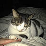cat, tabby_cat, sleeping, bed, blanket, hand, indoor, pet, feline, cozy, resting, white, striped, paw, comfort, closeup, domestic_cat, animal, cute, peaceful