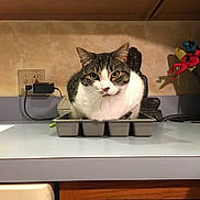 Ruuki is registered to the contest to win money with this photo: cat, tabby_cat, ice_cube_tray, kitchen_countertop, buddha_statue, figurines, electrical_outlet, power_adapter, cabinet, domestic, indoor, pet, animal, curious, sitting, tray, household, feline, quirky, cute