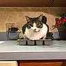 cat, tabby_cat, ice_cube_tray, kitchen_countertop, buddha_statue, figurines, electrical_outlet, power_adapter, cabinet, domestic, indoor, pet, animal, curious, sitting, tray, household, feline, quirky, cute