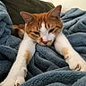 Llewelyn is registered to the contest to win money with this photo: cat, orange_cat, white_cat, pet, animal, feline, stretching, relaxed, sleepy, blanket, blue_blanket, soft_texture, indoor, cozy, comfort, closeup, paw, fur, cute, resting