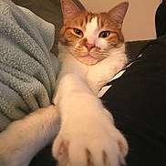 Llewelyn is registered to the contest to win money with this photo: cat, ginger_cat, white_cat, paw, stretching, close_up, indoor, blanket, furniture, relaxed, cute, pet, animal, cozy, fur, whiskers, ears, face, claws, home