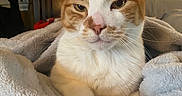 Llewelyn is registered to the contest to win money with this photo: cat, orange_cat, white_cat, pet, animal, indoor, bed, blanket, cozy, feline, resting, fur, whiskers, soft_texture, warm_lighting, paws, headboard, relaxed, closeup, domestic_animal