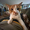 Llewelyn is registered to the contest to win money with this photo: blanket, bookshelf, cat, close_up, cozy, curious, domestic_animal, feline, furniture, home, indoor, living_room, orange_and_white, paw, pet, relaxed, sofa, whiskers, wide_angle, window