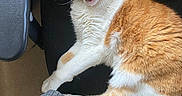 Llewelyn is registered to the contest to win money with this photo: alert, animal, black_chair, cat, chair, curious, cute, domestic, eyes, feline, fur, indoor, mouth_open, office_chair, orange_and_white, paw, pet, resting, texture, whiskers