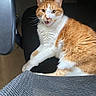 Llewelyn is registered to the contest to win money with this photo: cat, orange_and_white, feline, pet, chair, office_chair, indoor, fur, whiskers, eyes, mouth_open, paw, texture, black_chair, curious, alert, cute, animal, domestic, resting