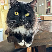 Buggy is registered to the contest to win money with this photo: cat, black_and_white, tuxedo_cat, long_hair, golden_eyes, whiskers, ears, fur, animal, pet, portrait, close_up, indoors, table, furniture, home, sitting, standing, front_view, photography