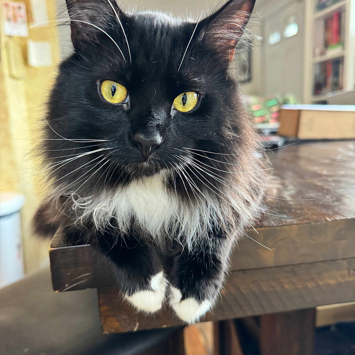 Buggy is registered to the contest to win money with this photo: cat, black_and_white, tuxedo_cat, long_hair, golden_eyes, whiskers, ears, fur, animal, pet, portrait, close_up, indoors, table, furniture, home, sitting, standing, front_view, photography
