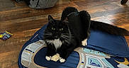 Buggy joined the competition — help win amazing prizes! cat, black_cat, white_paws, indoor, floor, wooden_floor, backpack, shoes, vacuum_cleaner, mat, camper_van_design, gone_fishin_sign, pet, animal, furniture, household_items, cozy, resting, domestic, cute