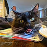 Buggy joined the competition — help win amazing prizes! cat, black_and_white_cat, whiskers, yellow_eyes, tongue_out, papers, table, wooden_table, indoor, person, blurred_background, documents, plate, domestic_animal, pet, close_up, feline, household, cozy, mischievous_expression
