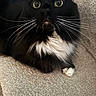 Buggy joined the competition — help win amazing prizes! black_and_white, cat, closeup, couch, fluffy, funny_expression, furniture, green_eyes, indoor, long_hair, lying_down, paw, pet, portrait, tongue, tuxedo_cat, whiskers, white_chest, white_paw, wide_eyed