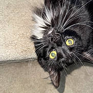 Buggy joined the competition — help win amazing prizes! cat, black_cat, yellow_eyes, whiskers, upside_down, carpet, stairs, fluffy, pet, animal, indoor, close_up, feline, curious, cute, portrait, fur, domestic_cat, resting, playful