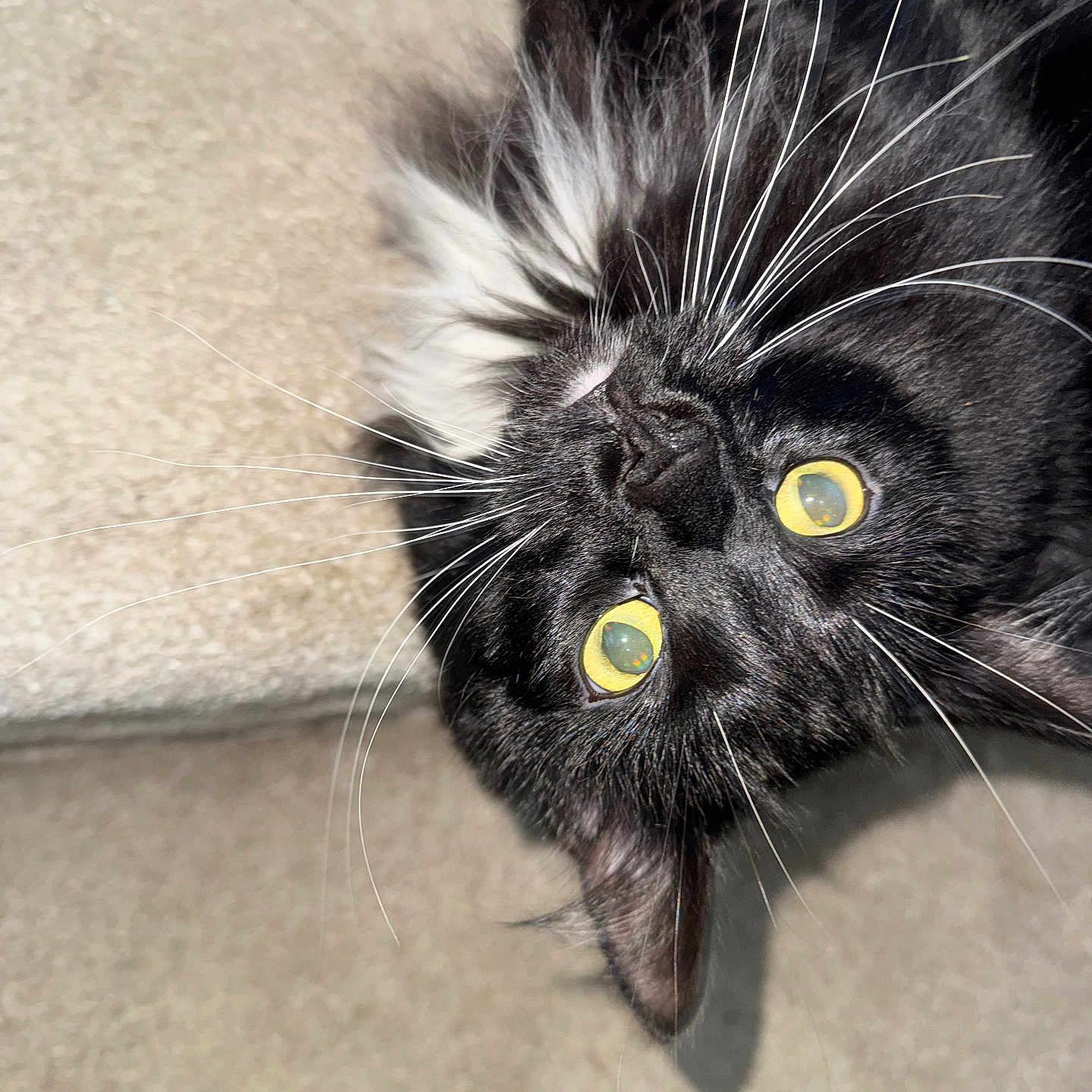 Buggy joined the competition — help win amazing prizes! cat, black_cat, yellow_eyes, whiskers, upside_down, carpet, stairs, fluffy, pet, animal, indoor, close_up, feline, curious, cute, portrait, fur, domestic_cat, resting, playful