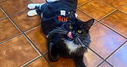 Buggy joined the competition — help win amazing prizes! animal, appliance, black_and_white_cat, cabinet, cat, costume, cute, floor, fur, halloween, home, indoor, kitchen, licking, lying_down, paws, pet, playful, tile_floor, whiskers