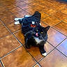 Buggy joined the competition — help win amazing prizes! cat, black_and_white_cat, costume, halloween, floor, tile_floor, kitchen, indoor, pet, animal, licking, playful, fur, whiskers, paws, cabinet, appliance, home, cute, lying_down
