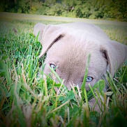 Xena is registered to the contest to win money with this photo: puppy, dog, grass, outdoor, blue_eyes, nature, close_up, animal, pet, young_dog, greenery, field, cute, fur, ears, lying_down, daylight, playful, adorable, canine