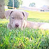 Xena joined the competition — help win amazing prizes! puppy, dog, grass, outdoor, animal, pet, blue_eyes, nature, sunlight, tree, young, cute, lying_down, greenery, summer, domestic_animal, canine, field, peaceful, background