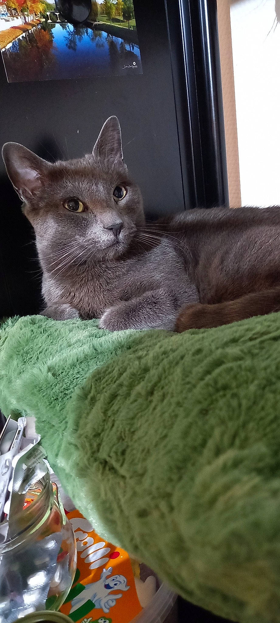 Joy participe au concours pour gagner de l'argent avec cette photo : carnivore, cat, cat_supply, domestic_short_haired_cat, felidae, fur, grey, russian_blue, small_to_medium_sized_cats, snout, tail, terrestrial_animal, whiskers, wildlife, window