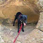 Mowee joined the competition — help win amazing prizes! adventure, animal, black_dog, canine, daytime, dog, exploration, ground, hiking, leash, nature, outdoor, pet, rock, rock_alcove, stone, sunlight, tongue_out, walking, wild