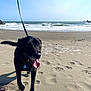 animal, beach, black_dog, canine, coast, collar, dog, footprints, leash, ocean, outdoor, pet, sand, sea, shore, sky, sunny, tongue_out, walking, waves