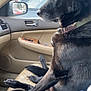 Mowee joined the competition — help win amazing prizes! animal, black_dog, calm, car_interior, collar, companion, crossed_paws, daylight, dog, leather_seat, looking_out_window, parking_lot, passenger_seat, pet, reflection, side_mirror, travel, trees, vehicle, window
