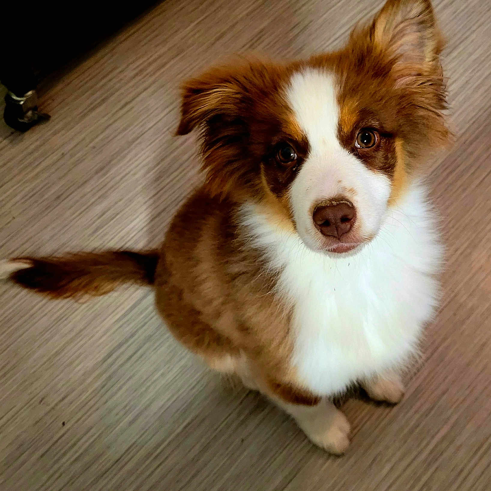 Aïka a rejoint le concours — aidez-le/la à gagner de superbes lots ! adorable, animal, brown, canine, companion, cute, dog, domestic, ears, floor, fluffy, fur, indoor, looking_up, pet, portrait, puppy, tail, white, young