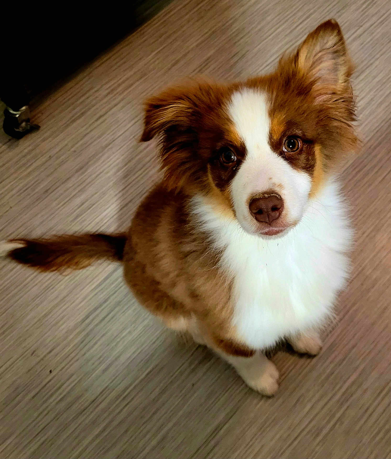 Aïka a rejoint le concours — aidez-le/la à gagner de superbes lots ! puppy, dog, brown, white, fluffy, cute, pet, animal, indoor, floor, fur, ears, tail, looking_up, young, adorable, companion, canine, domestic, portrait
