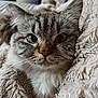 King is registered to the contest to win money with this photo: cat, fluffy, blue_eyes, close_up, blanket, cozy, furry, pet, animal, cute, indoor, soft_texture, whiskers, ears, face, fur, resting, comfort, domestic_cat, portrait