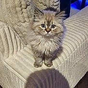 King is registered to the contest to win money with this photo: kitten, cat, fluffy, pet, feline, indoor, chair, textured_fabric, cream_color, curious, small, cute, fur, animal, sitting, young, domestic, whiskers, ears, eyes