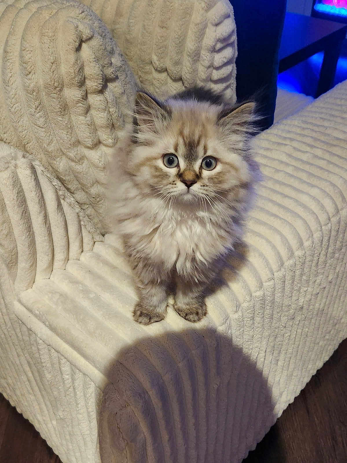 King is registered to the contest to win money with this photo: kitten, cat, fluffy, pet, feline, indoor, chair, textured_fabric, cream_color, curious, small, cute, fur, animal, sitting, young, domestic, whiskers, ears, eyes