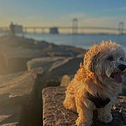 Tommy joined the competition — help win amazing prizes! dog, rock, water, bridge, sunlight, outdoor, sunset, pet, fur, tongue, happy, nature, landscape, coast, sky, animal, daylight, scenic, smiling, leash