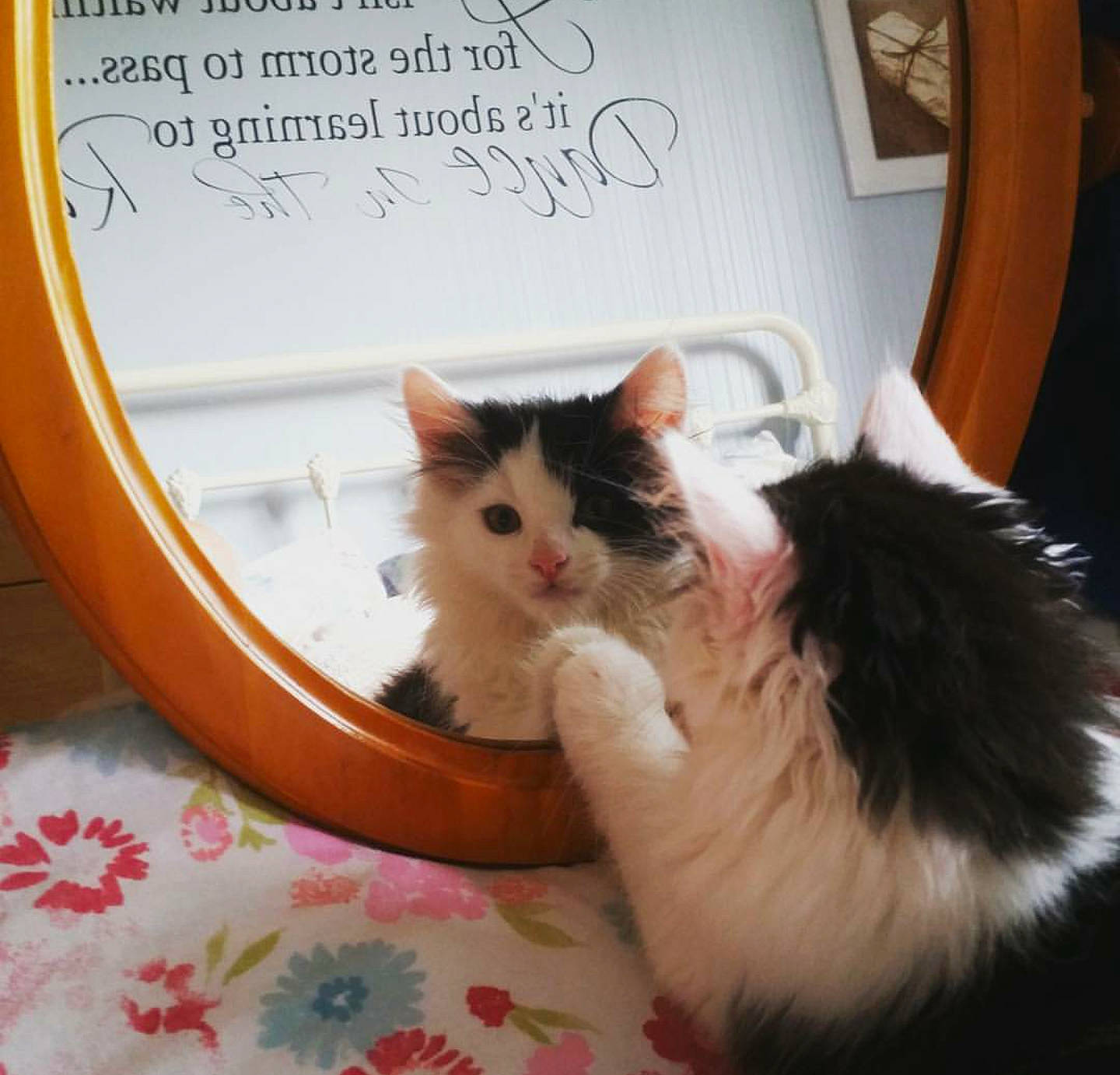 Duncan joined the competition — help win amazing prizes! carnivore, cat, cat_supply, claw, comfort, domestic_short_haired_cat, door, fawn, felidae, fur, hardwood, paw, picture_frame, plant, room, small_to_medium_sized_cats, snout, tail, whiskers, window