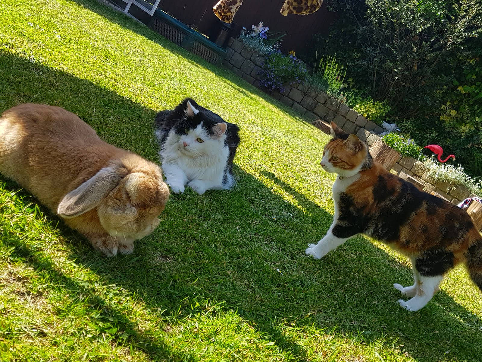 Duncan is registered to the contest to win money with this photo: canidae, carnivore, cat, companion_dog, dog, dog_breed, fawn, felidae, fur, grass, groundcover, landscape, leisure, plant, rough_collie, shetland_sheepdog, small_to_medium_sized_cats, sporting_group, tail, whiskers