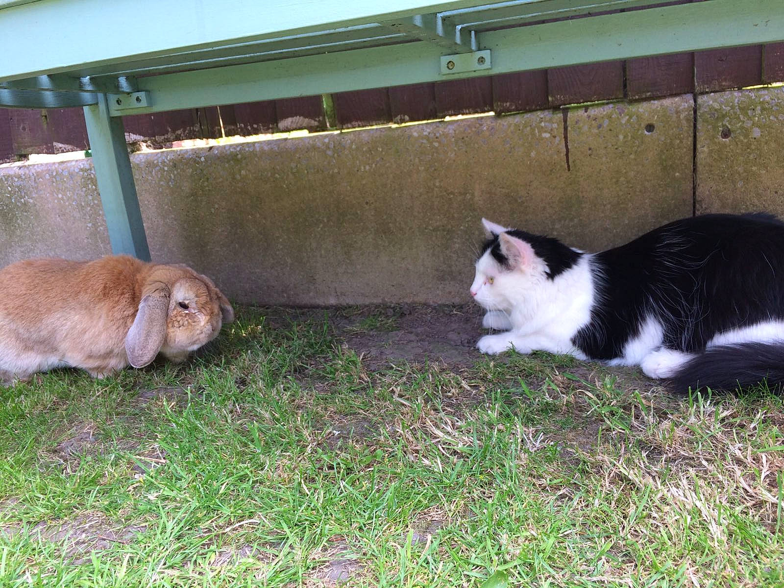 Duncan joined the competition — help win amazing prizes! canidae, carnivore, cat, companion_dog, dog_breed, domestic_short_haired_cat, fawn, felidae, fur, grass, mammal, plant, rabbit, rabbits_and_hares, small_to_medium_sized_cats, snout, sporting_group, tail, whiskers, window