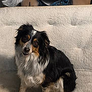 Annie is registered to the contest to win money with this photo: blanket, canine, companion, couch, cozy, cute, dog, ears, expression, eyes, fur, head_tilt, home, indoor, long_fur, nose, pet, portrait, sitting, tricolor_coat