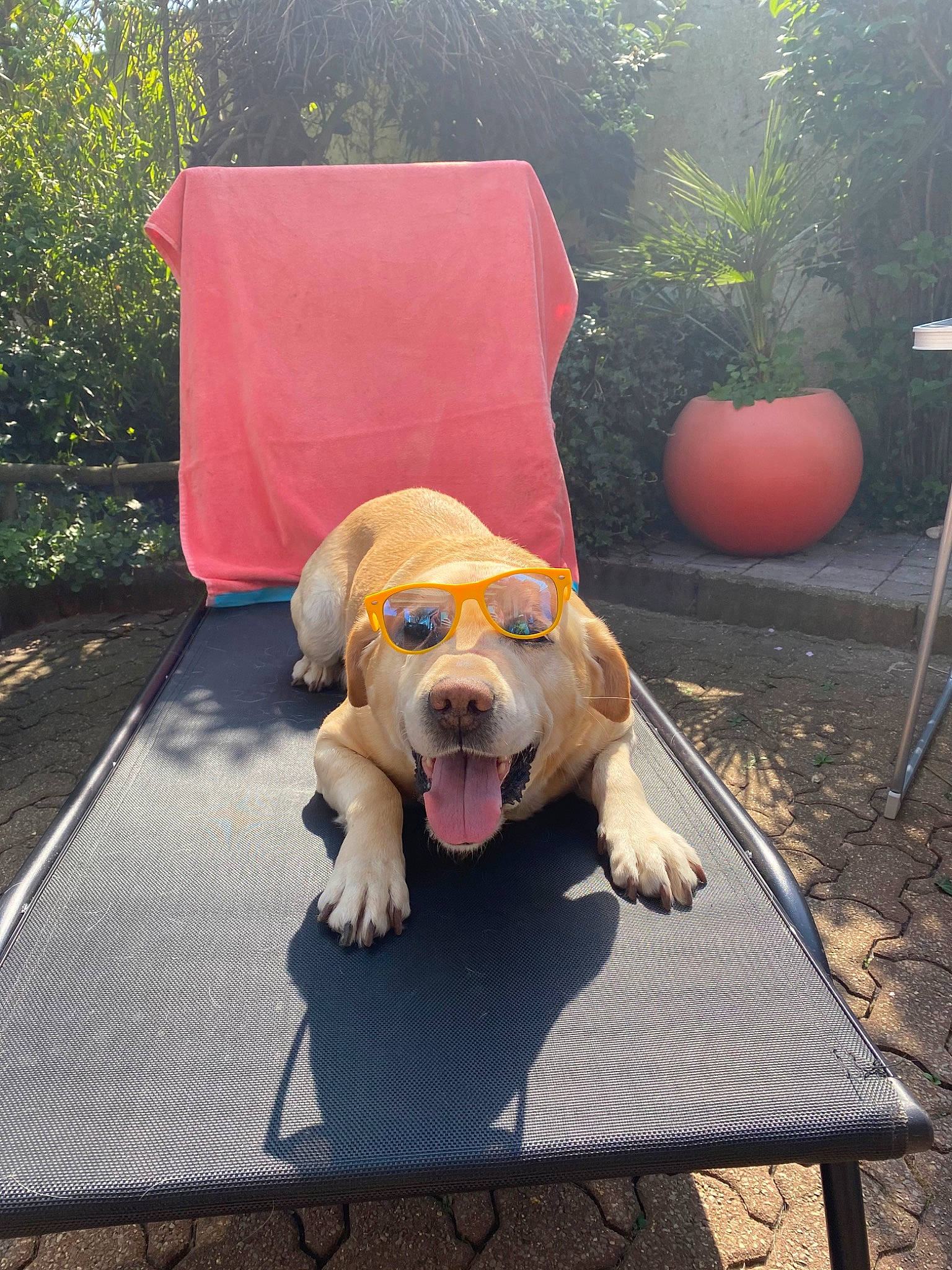 Falco a rejoint le concours — aidez-le/la à gagner de superbes lots ! canidae, carnivore, companion_dog, dog, dog_breed, fawn, labrador_retriever, pink, retriever, snout, sporting_group, table, yellow