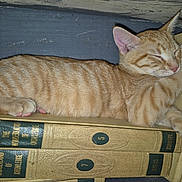 Tigger joined the competition — help win amazing prizes! animal, books, cat, cozy, cute, feline, indoor, knowledge, napping, orange_tabby, paw, peaceful, pet, quiet, relaxation, resting, sleeping, stack, vintage_books, wooden_surface