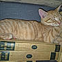animal, books, cat, cozy, cute, feline, indoor, knowledge, napping, orange_tabby, paw, peaceful, pet, quiet, relaxation, resting, sleeping, stack, vintage_books, wooden_surface