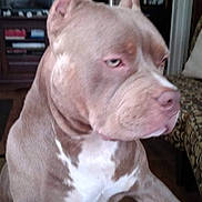 Sage joined the competition — help win amazing prizes! dog, indoor, furniture, brown_dog, white_chest, pet, canine, living_room, television, chair, wood_floor, ears, closeup, animal, domestic_animal, looking_away, houseplant, sitting, expression, fur