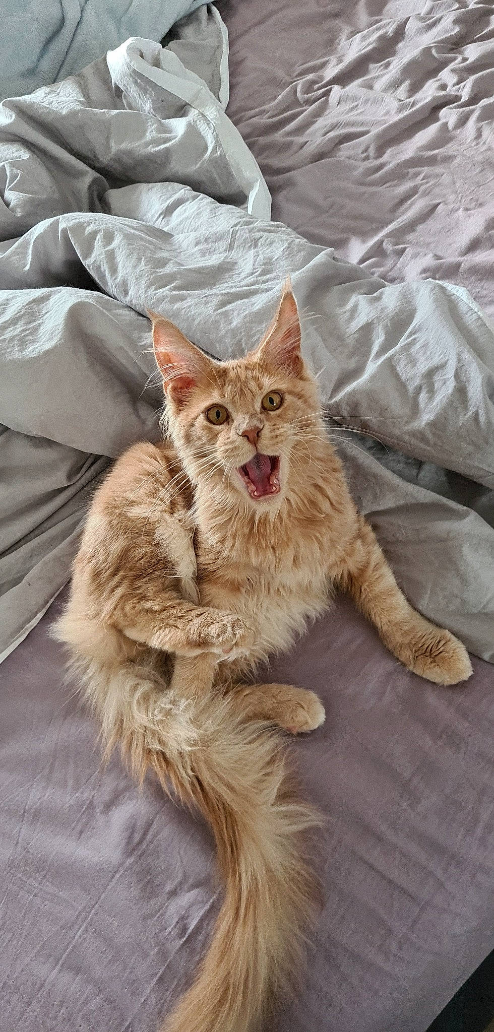 Robby a rejoint le concours — aidez-le/la à gagner de superbes lots ! bed, carnivore, cat, claw, comfort, domestic_short_haired_cat, fawn, felidae, foot, fur, linens, maine_coon, paw, pillow, small_to_medium_sized_cats, snout, tail, terrestrial_animal, whiskers