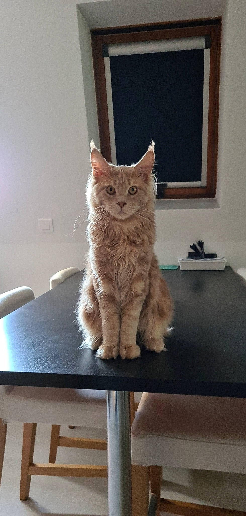 Robby participe au concours pour gagner de l'argent avec cette photo : carnivore, cat, chair, comfort, fawn, felidae, floor, flooring, furniture, grey, hardwood, rectangle, shelf, small_to_medium_sized_cats, snout, table, tail, whiskers, window, wood