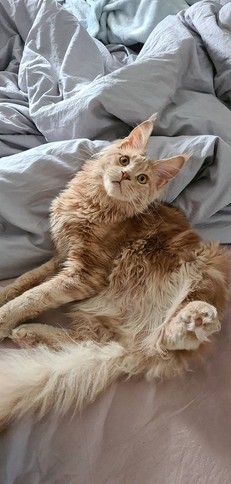 Robby participe au concours pour gagner de l'argent avec cette photo : carnivore, cat, claw, comfort, domestic_short_haired_cat, fawn, felidae, fur, maine_coon, paw, selkirk_rex, sitting, small_to_medium_sized_cats, snout, tail, terrestrial_animal, whiskers