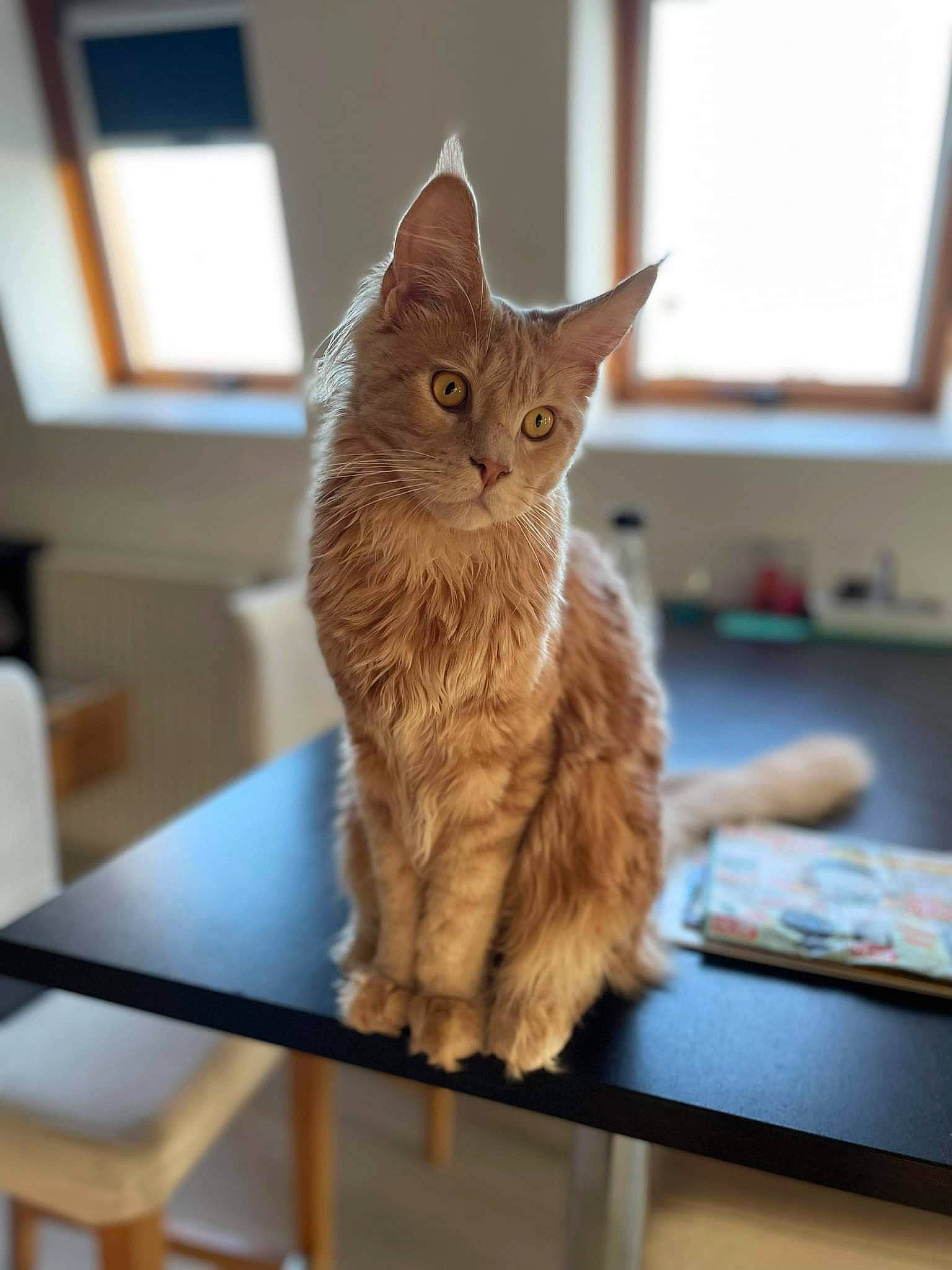 Robby participe au concours pour gagner de l'argent avec cette photo : carnivore, cat, claw, desk, domestic_short_haired_cat, fawn, felidae, fur, hardwood, paw, sitting, small_to_medium_sized_cats, snout, table, tail, whiskers, window, wood