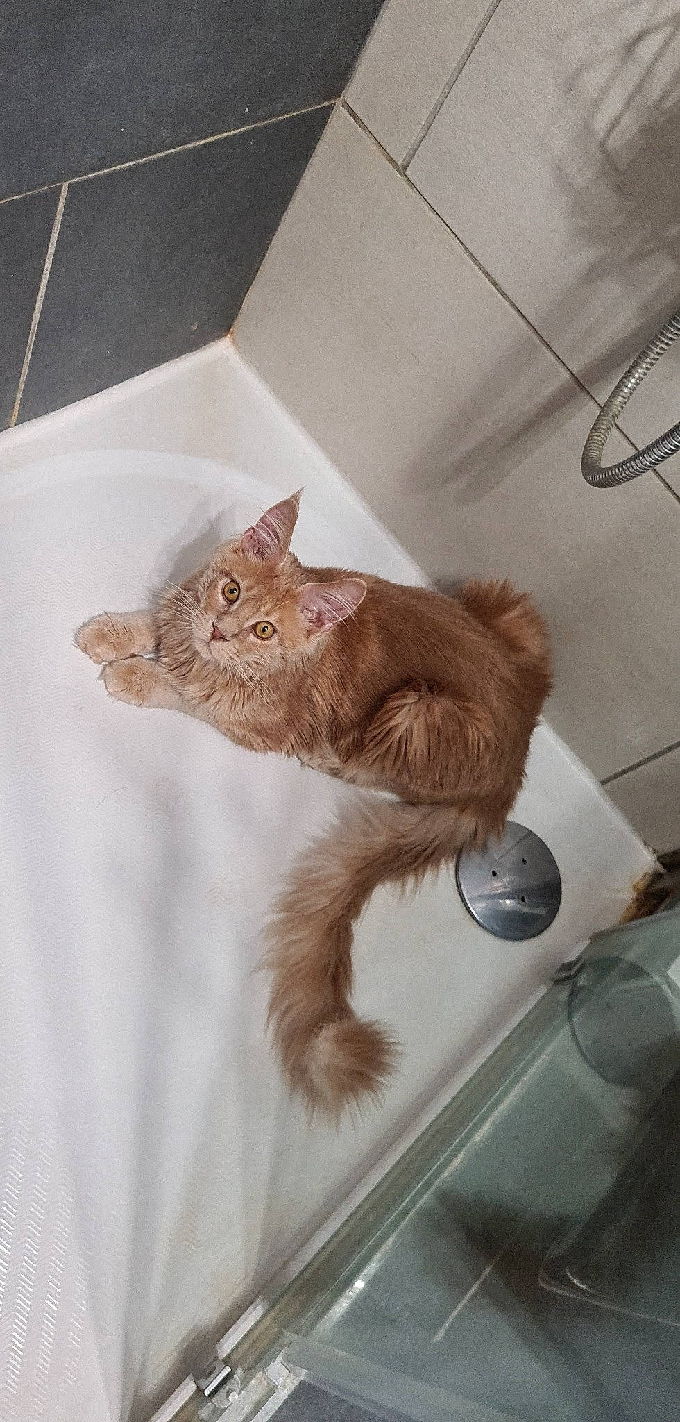 Robby a rejoint le concours — aidez-le/la à gagner de superbes lots ! art, carnivore, cat, claw, comfort, domestic_short_haired_cat, fawn, felidae, flooring, fur, gesture, paw, room, small_to_medium_sized_cats, snout, tail, whiskers, window, wood